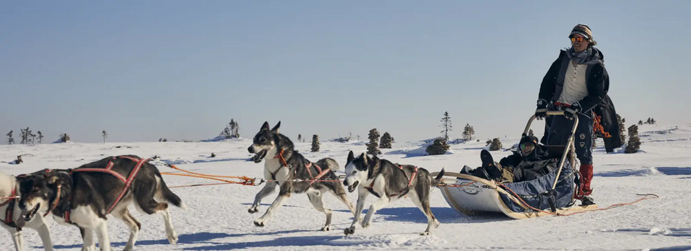 A man being pulled on a sled by husky dogs in the snow