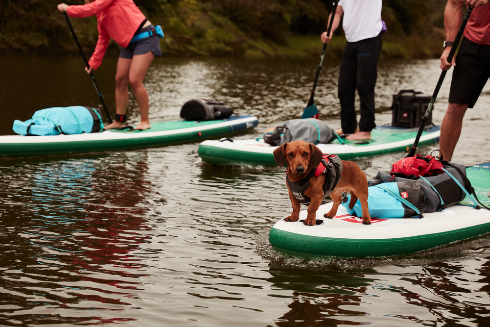 Can Dogs Go On Inflatable Paddle Boards?
