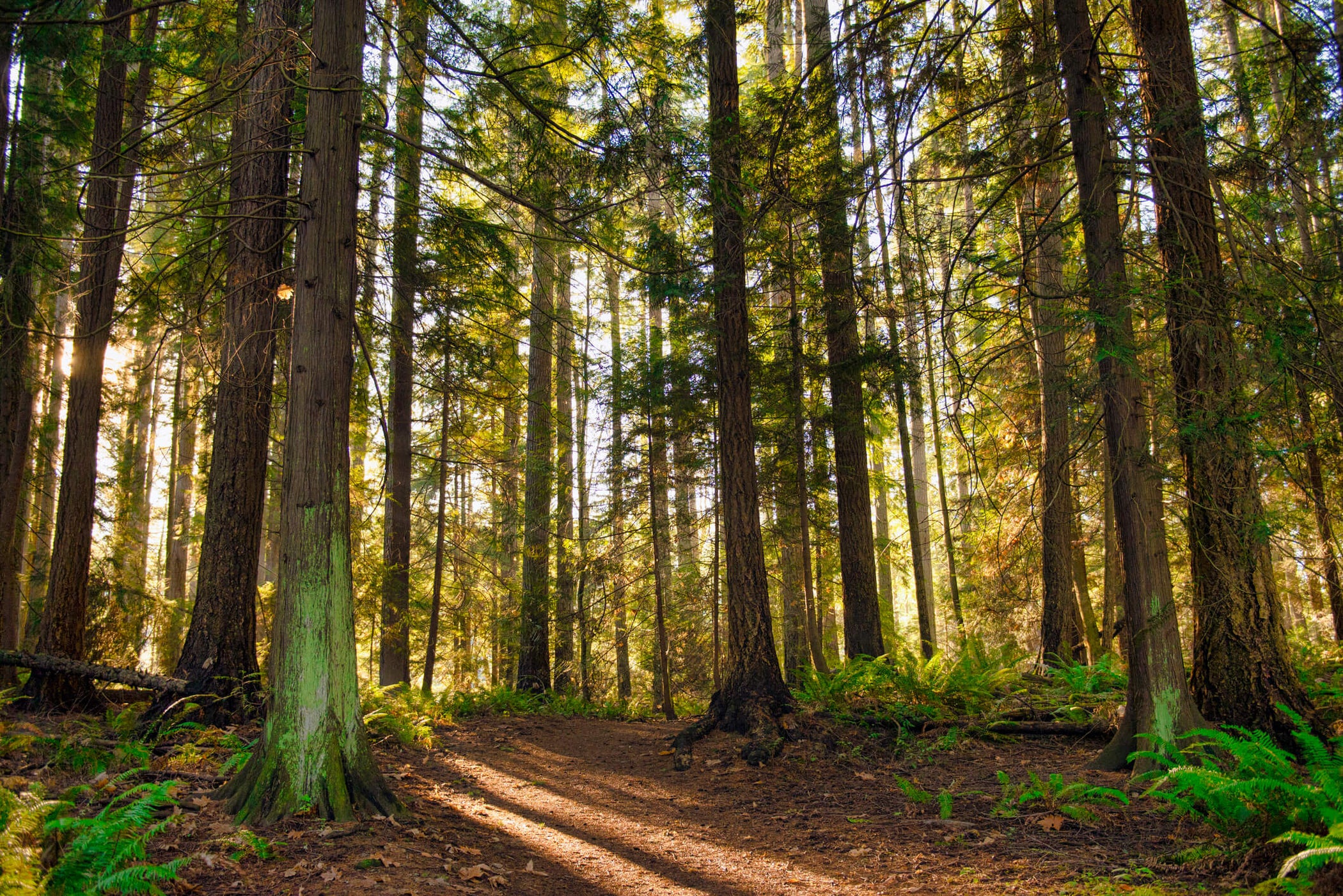 Vancouver Island provincial park, Canada