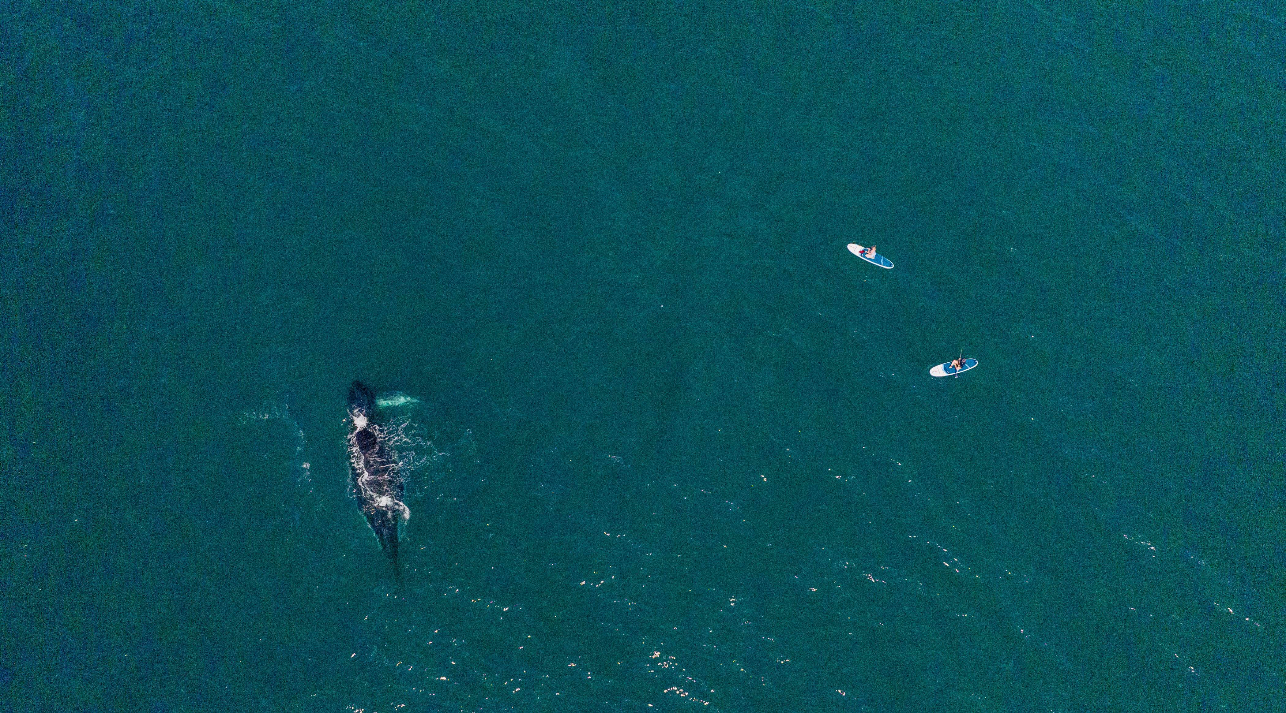 Birds eye view of two people on Red paddle boards, paddling beside a whale.